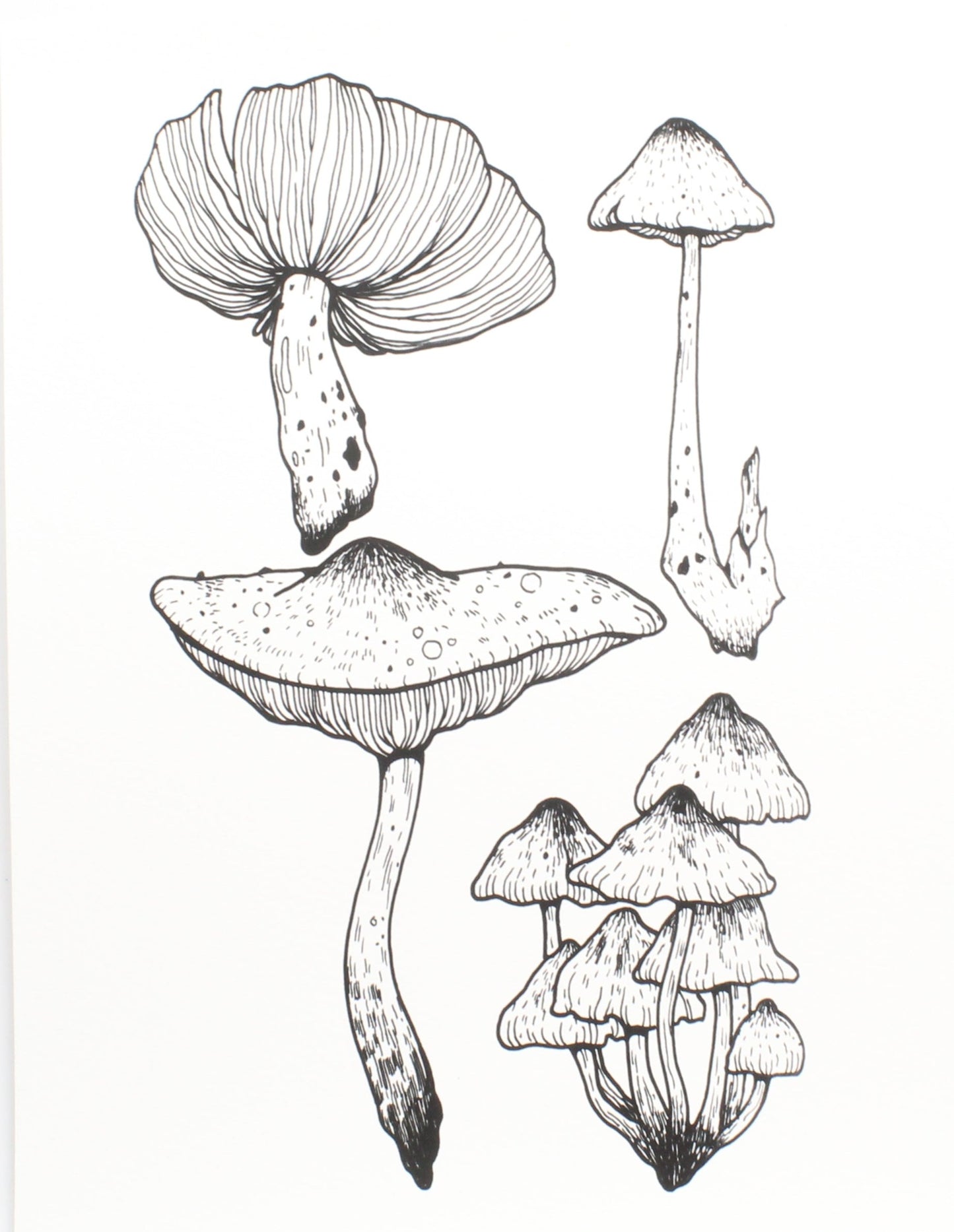 Mushroom Bundle Print var. 1