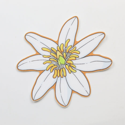 Bloodroot sticker