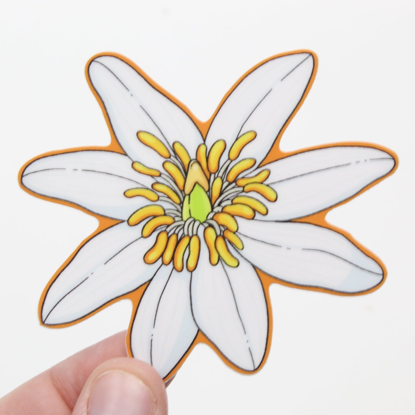 Bloodroot sticker