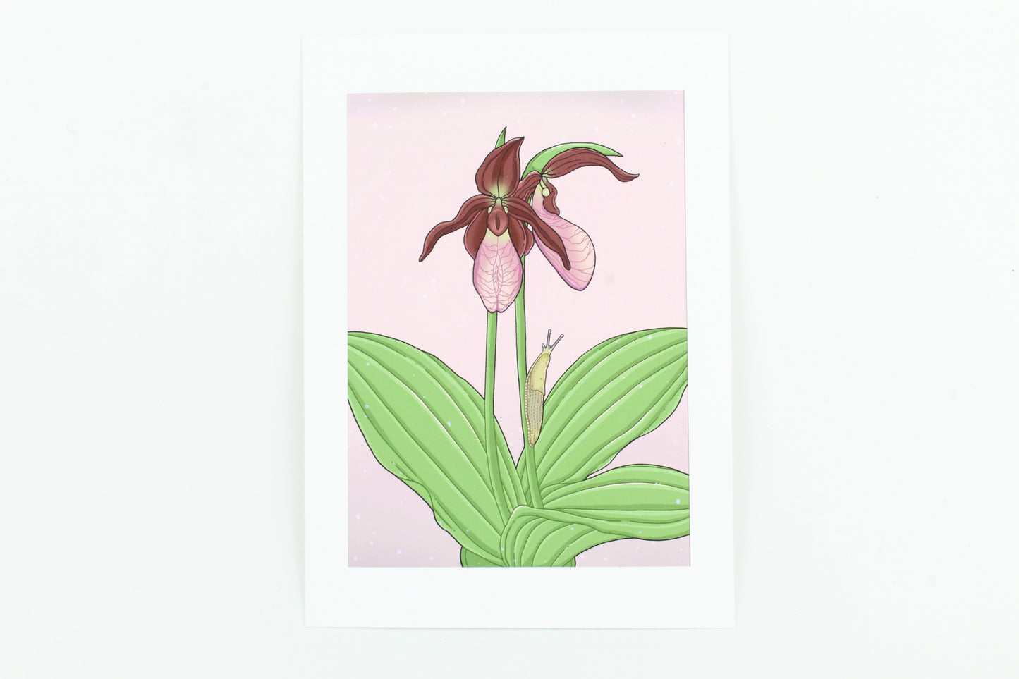 Dusky slug and spring peeper